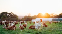 free range, healthy brown organic chickens and a white rooster on a green meadow. Selective sharpness. Several chickens out of focus in the background. Atmospheric back light, evening light free range, healthy brown organic chickens and a white rooster on a green meadow. Selective sharpness. Several chickens out of focus in the background. Atmospheric back light, evening light