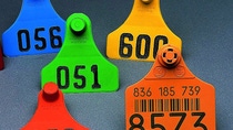 Colored livestock ear tags with laser-marked numbers 056, 051 and 600, illustrating masterbatch-enabled color consistency and surface quality.