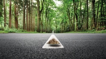 Road in woods, road marking close up