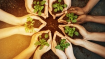 Cropped shot of a group of people holding plants growing out of soil Cropped shot of a group of people holding plants growing out of soil