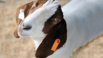 White Goat with Brown Eyes and Ears with a Ear Tag