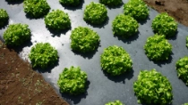 Teaser Association European Bioplastics 