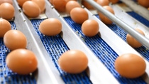 Förder-Anlage für Eier in der industriellen Lebensmittelverarbeitung: Mit der klaren Trennung des Ultradur® Portfolios in Aqua Typen für Trinkwasseranwendungen und dedizierte Food Contact Typen schafft BASF Engineering Plastics eine transparente und zukunftssichere Grundlage für konforme Materiallösungen in Lebensmittelförder  und Verarbeitungssystemen.
Foto: herraez/stock.adobe.com