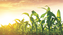 Sunlit green corn plants growing in a field under a warm sky.