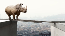 rhino want to walk on wood beam danger concept