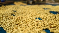 arabica coffee beans dried on a sieve. at Khun Chang Khian, Chiang Mai, Thailand. arabica coffee beans dried on a sieve. at Khun Chang Khian, Chiang Mai, Thailand.