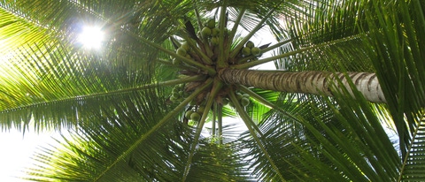 Drobni rolnicy na Filipinach robiÄ
pierwszy ważny krok na drodze do produkcji ekologicznego oleju kokosowego,Drobni rolnicy na Filipinach robią pierwszy ważny krok na drodze do produkcji ekologicznego oleju kokosowego Drobni rolnicy na Filipinach robiÄ
pierwszy ważny krok na drodze do produkcji ekologicznego oleju kokosowego,Drobni rolnicy na Filipinach robią pierwszy ważny krok na drodze do produkcji ekologicznego oleju kokosowego