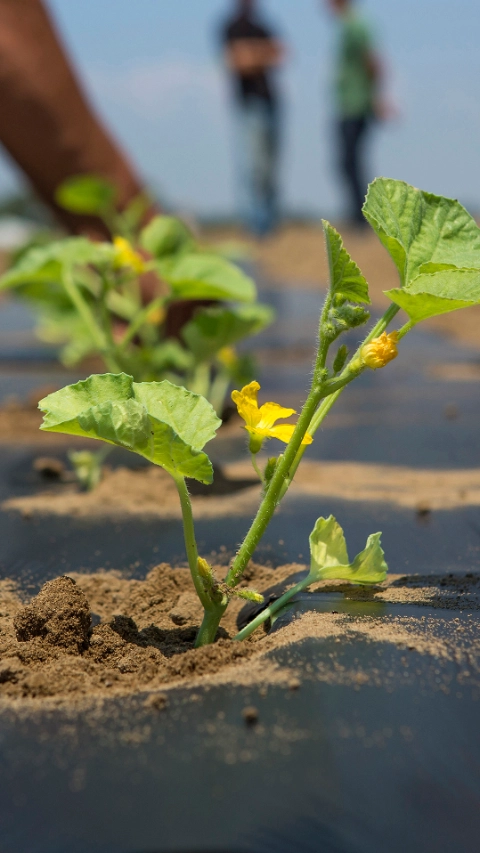 Biologisch abbaubare Mulchfolien aus Kunststoff unterstützen den Gemüseanbau, indem sie Unkraut besser kontrollieren helfen und somit den Einsatz von Herbiziden verringern. Außerdem sorgen sie für bessere Wachstumsbedingungen der Pflanzen, ein besseres Wassermanagement und vieles mehr. 