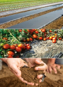With ecovio® M 2351, BASF offers a certified soil-biodegradable plastic for mulch films consisting of the biodegradable co-polyester polybutylene adipate terephthalate (PBAT) ecoflex® and other biodegradable polymers made from renewable raw materials. Mulch films made of ecovio® M 2351 can be ploughed into the soil after mechanical harvest as naturally occurring micro-organisms in the soil recognize the structure of the film as food they can metabolize. When growing tomatoes, mulch films made of ecovio® can lead to an increased yield from 15 to 50 percent, less water consumption and a better weed control with less herbicides compared to bare-soil farming. With ecovio® M 2351, BASF offers a certified soil-biodegradable plastic for mulch films consisting of the biodegradable co-polyester polybutylene adipate terephthalate (PBAT) ecoflex® and other biodegradable polymers made from renewable raw materials. Mulch films made of ecovio® M 2351 can be ploughed into the soil after mechanical harvest as naturally occurring micro-organisms in the soil recognize the structure of the film as food they can metabolize. When growing tomatoes, mulch films made of ecovio® can lead to an increased yield from 15 to 50 percent, less water consumption and a better weed control with less herbicides compared to bare-soil farming.