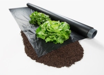ecovio® Mulch film with Lettuce ecovio® Mulch film with Lettuce